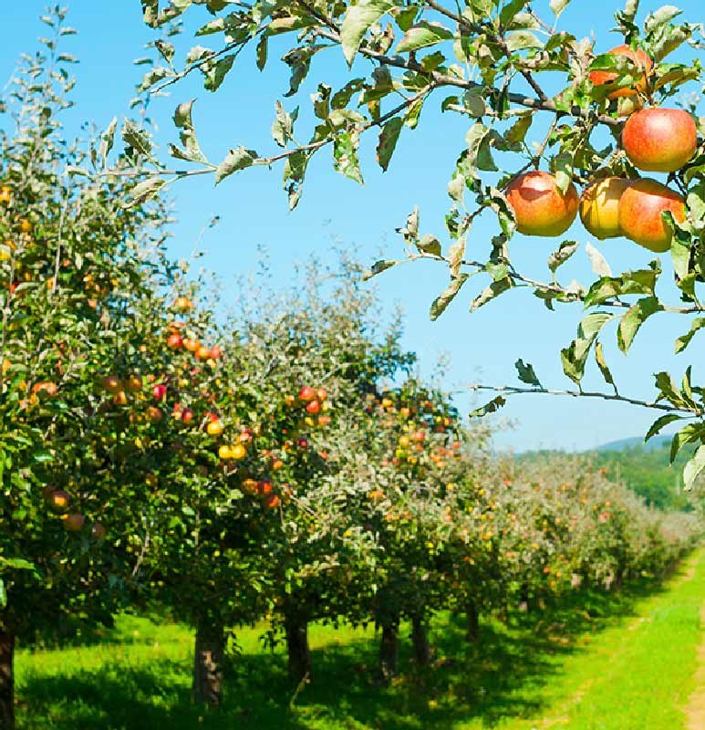 entretien arbres fruitiers Gap