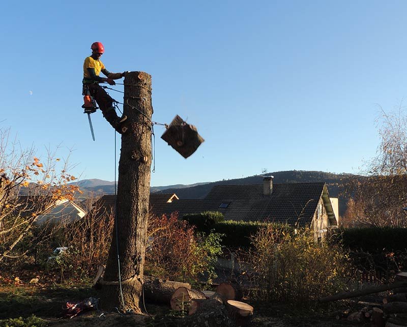 abattage d'arbre Gap